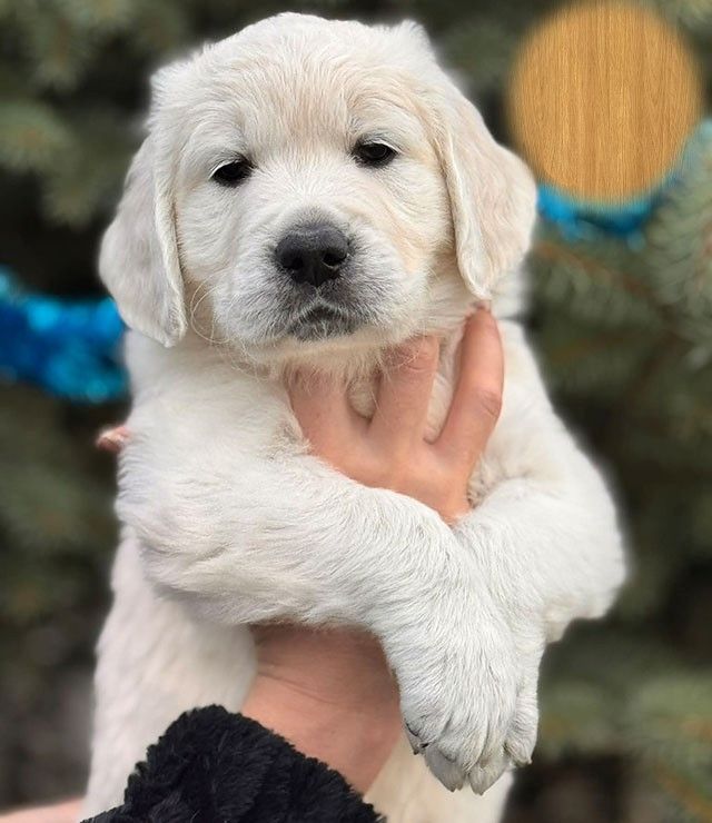 Cream Boy – Golden Retriever wartet auf seine Familie