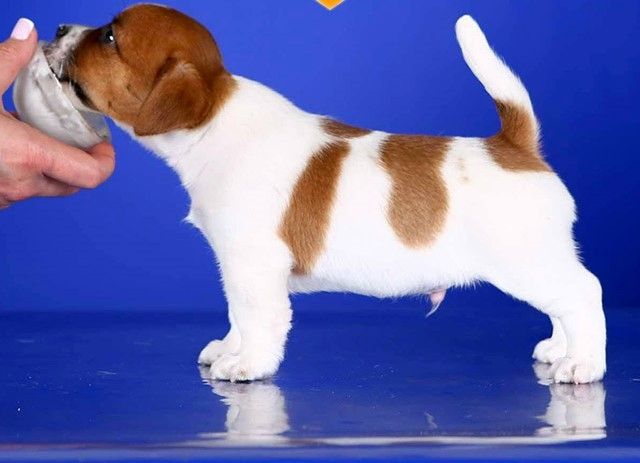 Vakig – Ein stattlicher Jack-Russell-Terrier-Rüde (weiß-rot)
