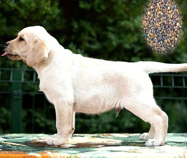 bezaubernden Labrador-Retriever-Welpen