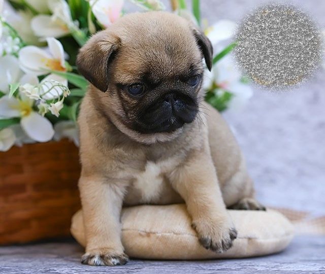 Watson ist ein eleganter Mops-Welpe, der zum Verkauf steht.