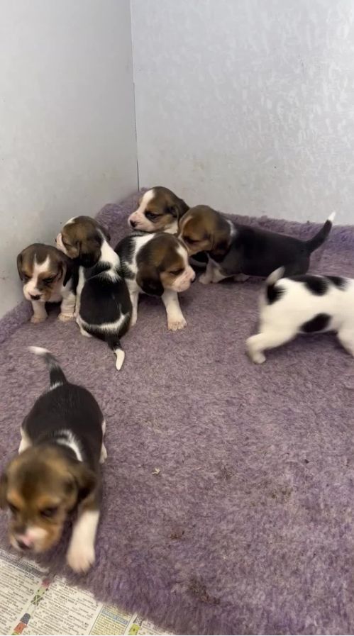 Prachtige beaglepuppy's te koop // WhatsApp: +49 176 85481988