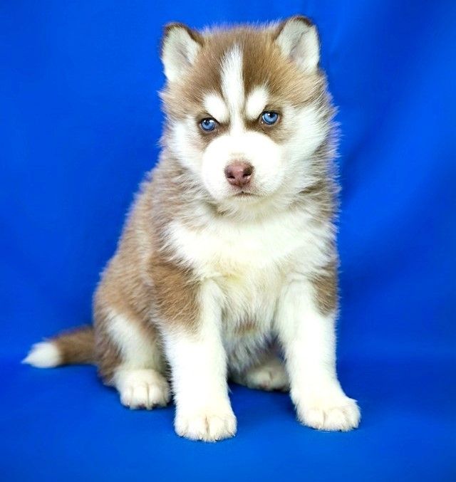 Siberian Husky,