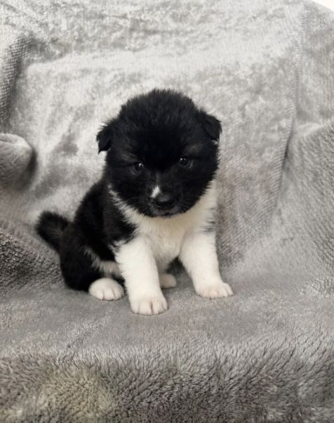 Prachtige, stevige Amerikaanse Akita-puppy's // WhatsApp: +49 176 85481988