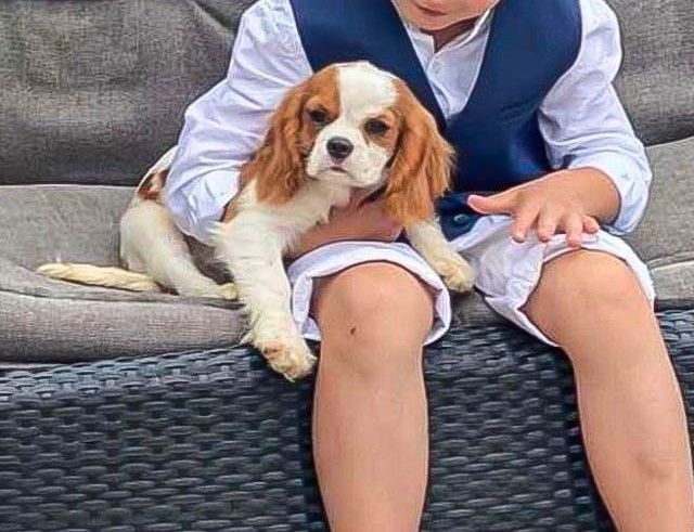 Cavalier-King-Charles-Spaniel