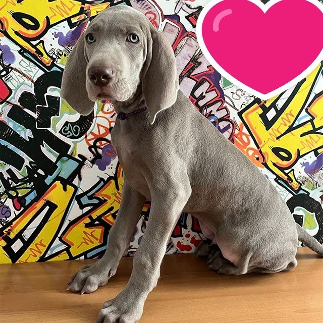 Nash Wild – Ein stattlicher, silbergrauer Weimaraner-Rüde