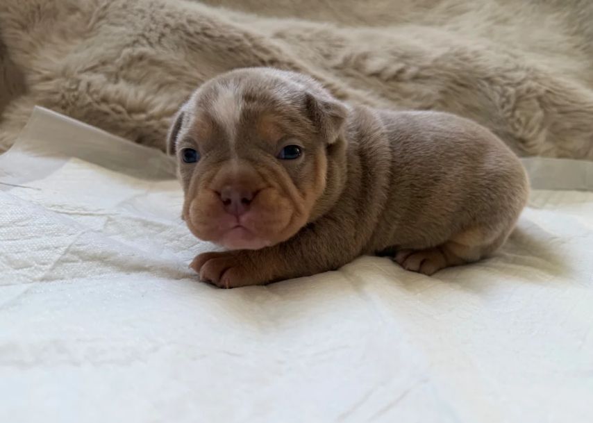 Uitzonderlijke ABKC Lilac Tri Pocket Bully-puppy's // WhatsApp: +49 176 85481988