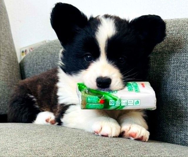 Tigerfarbener Welsh-Corgi-Cardigan-Welpe
