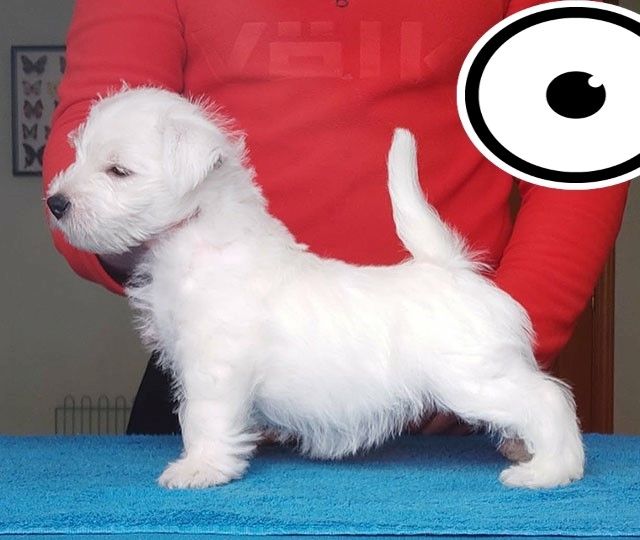 West Highland White Terrier Welpen