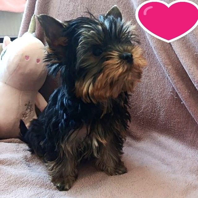 Sehr süße Yorkshire-Terrier-Welpen