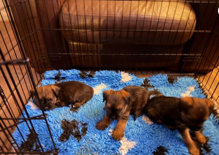 Prachtige, slemvrije, KC-geregistreerde Border Terrier teefjes // WhatsApp: +49 176 85481988