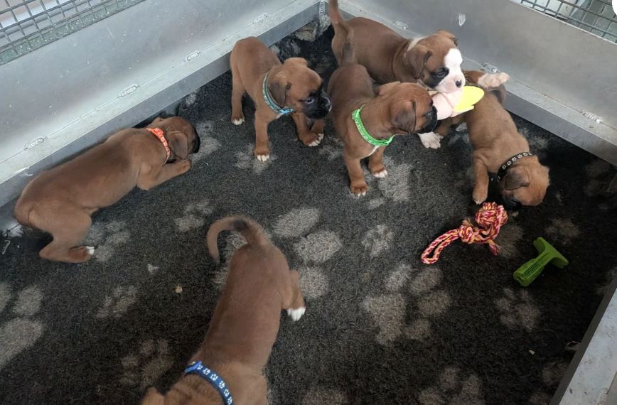 Rode, KC-geregistreerde boxerpuppy's // WhatsApp: +49 176 85481988
