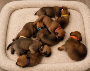 Bullmastiff-puppy's beschikbaar // WhatsApp: +49 176 85481988