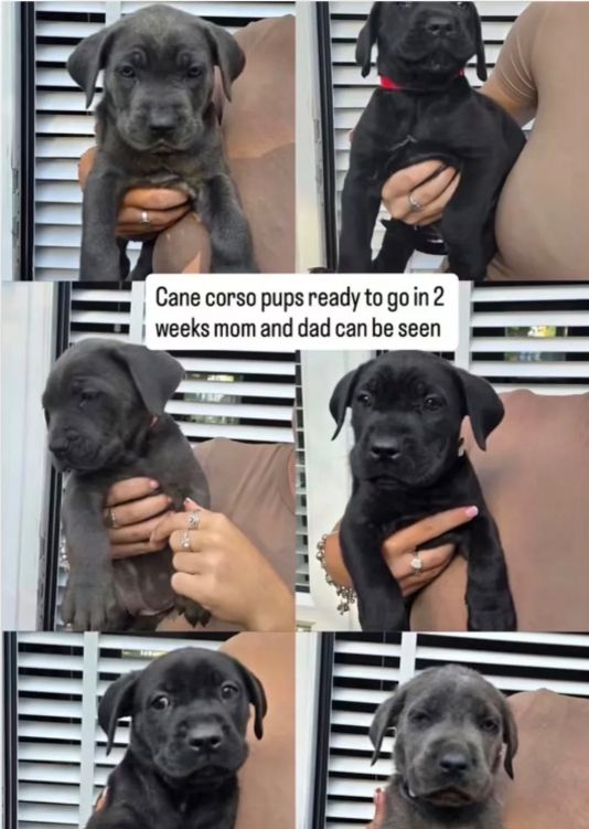 Klaar om naar een nieuw thuis te gaan: Cane Corso-puppy's // WhatsApp: +49 176 85481988