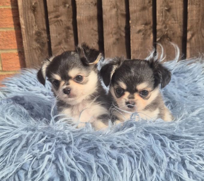 KC geregistreerde chihuahua-puppy's // WhatsApp: +49 176 85481988