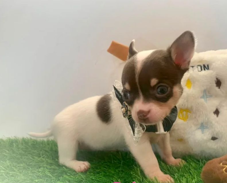 Kleine chihuahua-puppy's // WhatsApp: +49 176 85481988