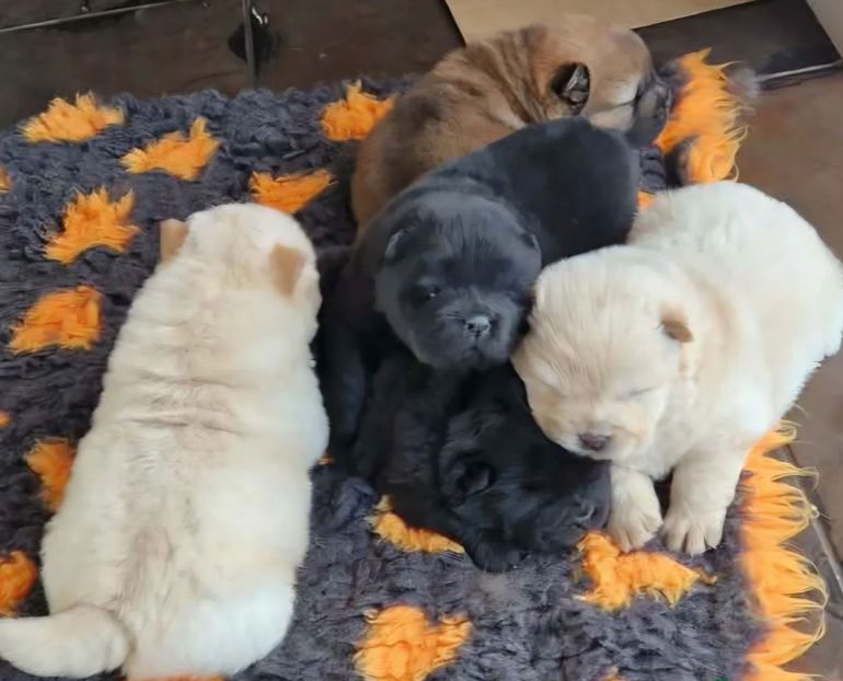 KC-geregistreerde Chow Chow-puppy's // WhatsApp: +49 176 85481988