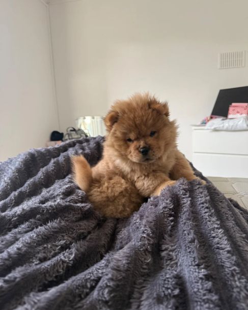 Schattige Chow Chow-puppy's // WhatsApp: +49 176 85481988