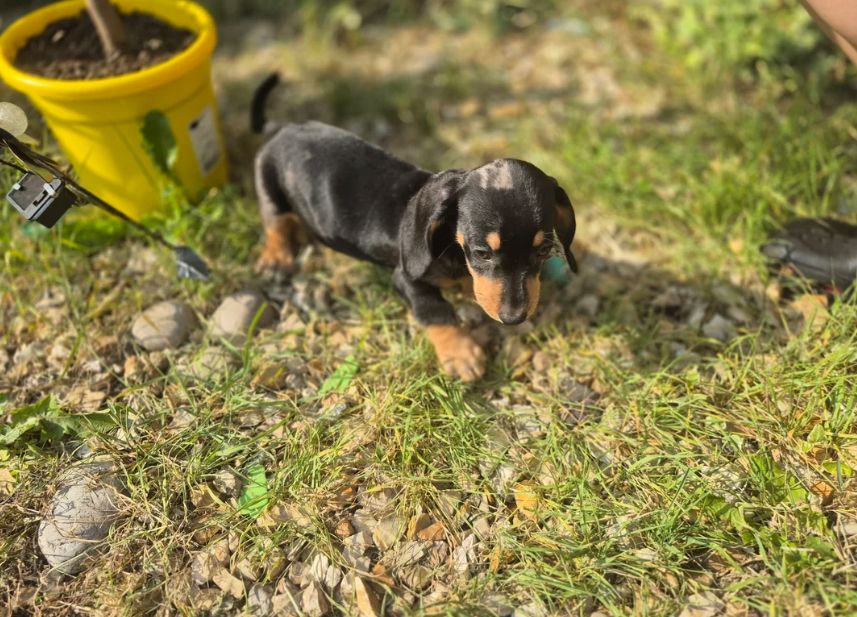Uitzonderlijk mooie teckelpuppy's - Liefdevol gezin // WhatsApp: +49 176 85481988