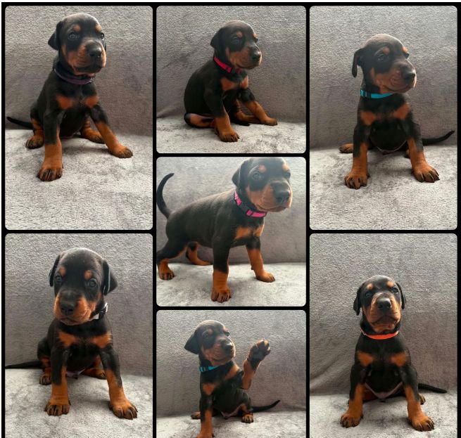 KC-geregistreerde Doberman-puppy's // WhatsApp: +49 176 85481988