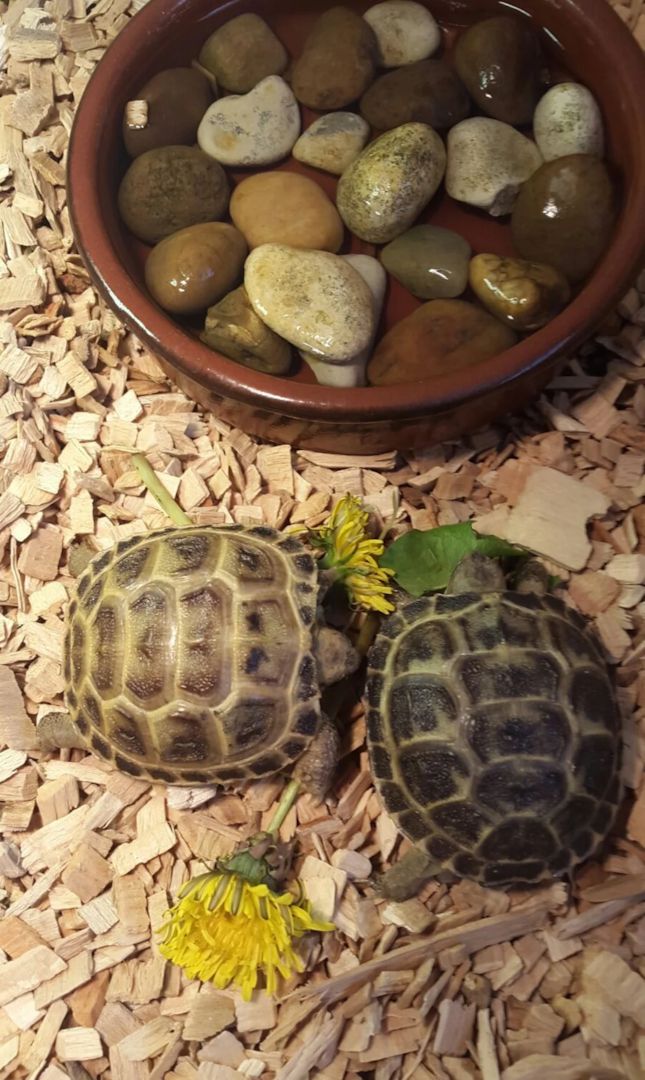 Junge Steppenschildkröten mit komplettem Zubehör zu verkaufen.