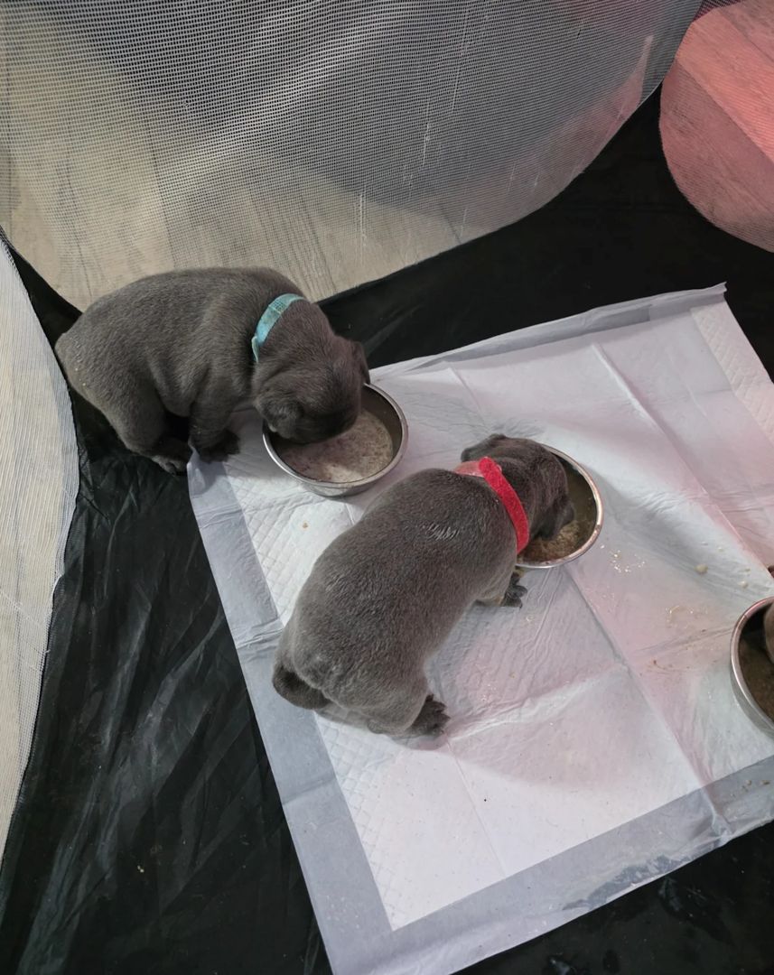Französische Bulldoggenwelpen zu verkaufen.