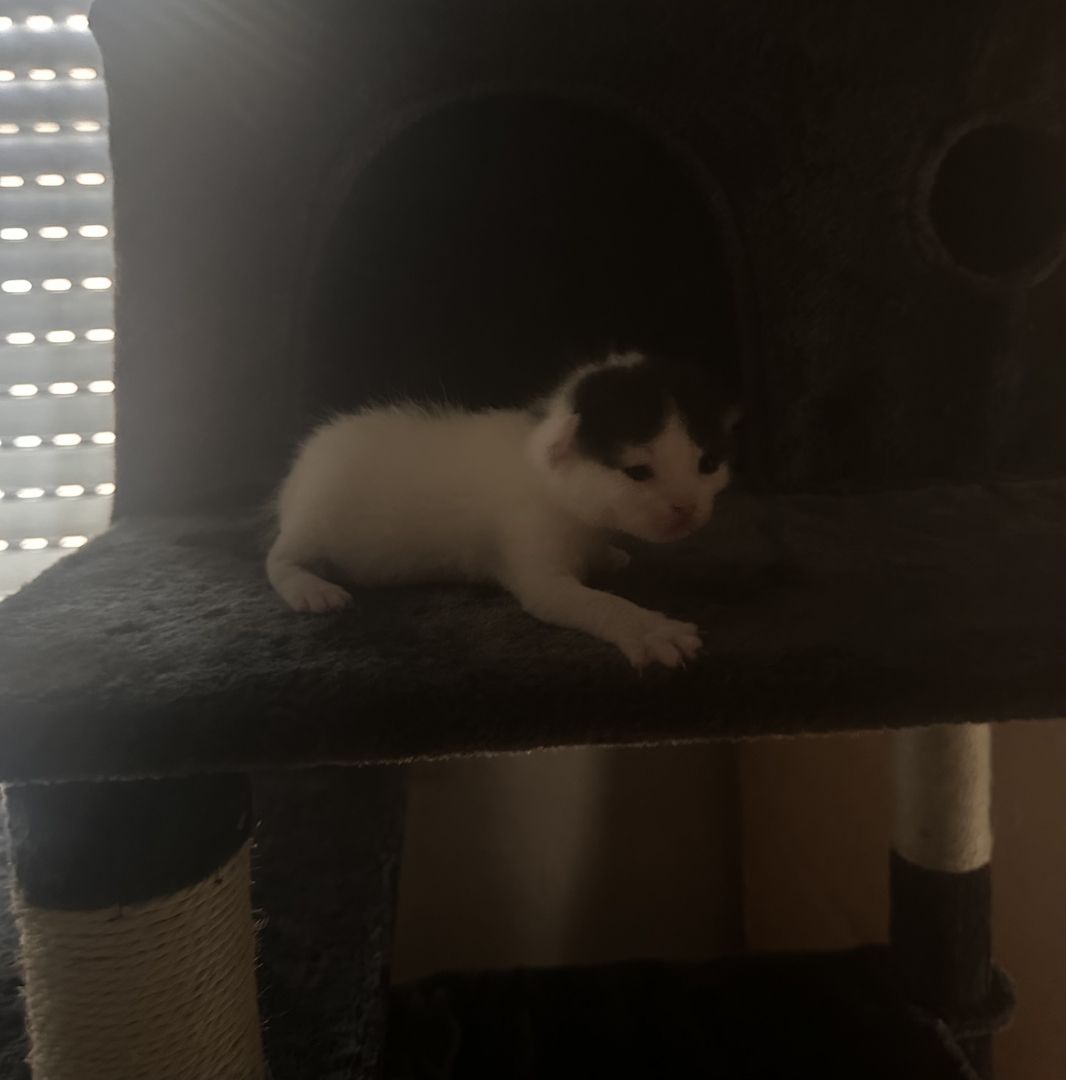 Süße BKH Mix Kitten suchen ein liebevolles Zuhause (Reservierung ab sofort)