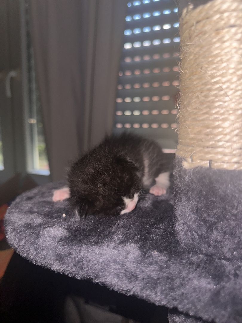 Süße BKH Mix Kitten suchen ein liebevolles Zuhause (Reservierung ab sofort)