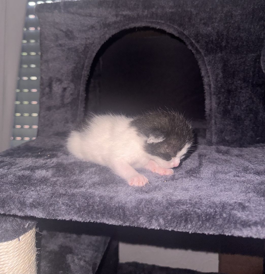 Süße BKH Mix Kitten suchen ein liebevolles Zuhause (Reservierung ab sofort)