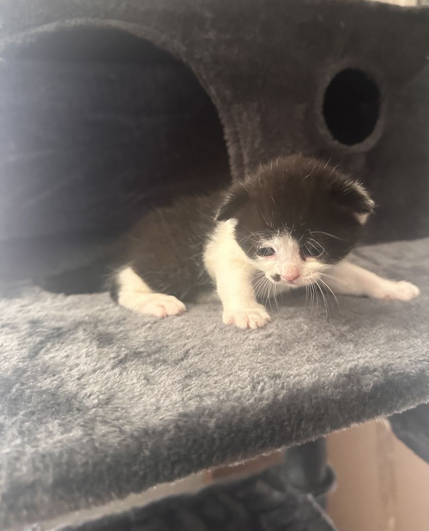 Süße Mix Kitten suchen ein liebevolles Zuhause (Reservierung ab sofort)