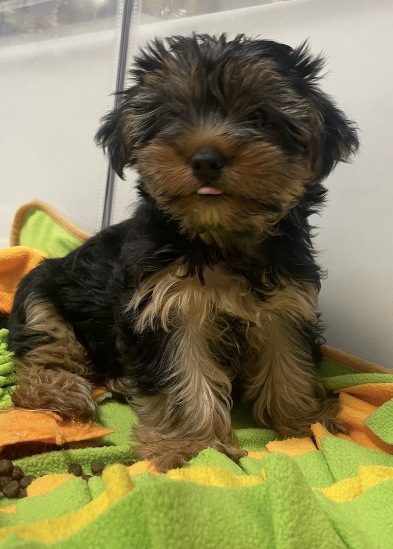 Wunderschöne Yorkshire Terrier Welpin freut sich auf ihre neue Familie