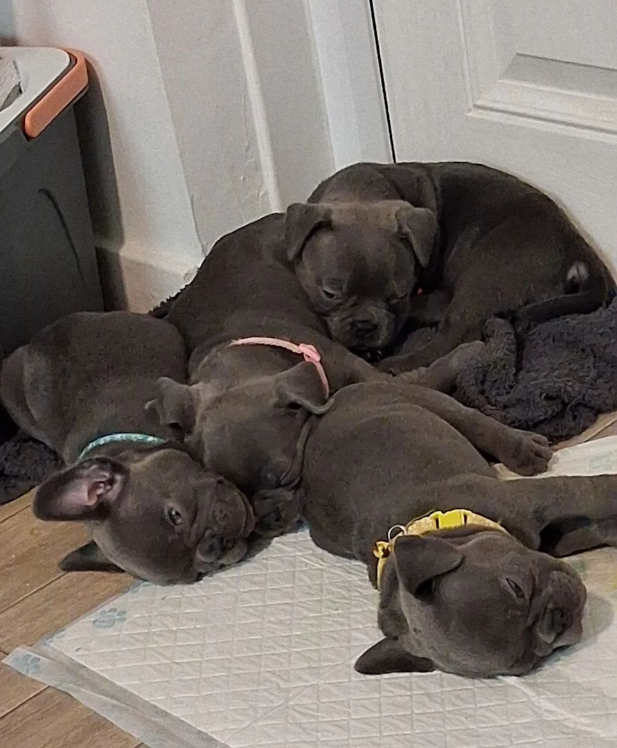 Blaue Französische Bulldoggen-Welpen suchen ein Zuhause fürs Leben