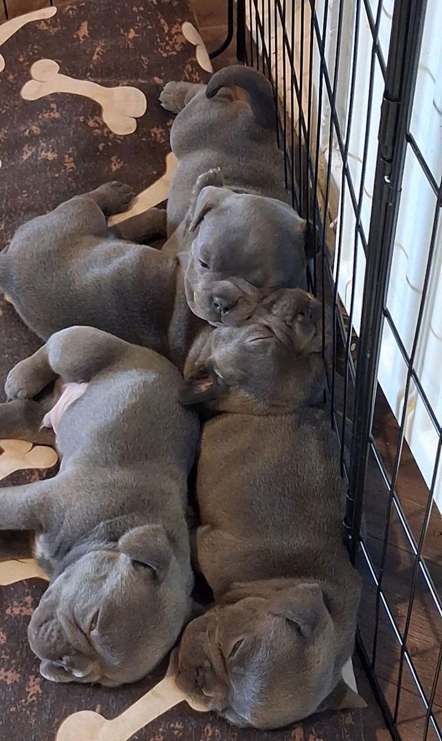 Blaue Französische Bulldoggen-Welpen suchen ein Zuhause fürs Leben
