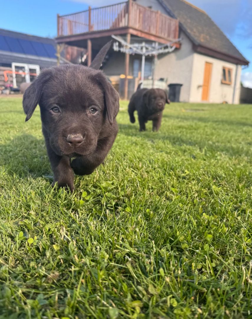 Schokobraune Labrador-Welpen suchen ein Zuhause fürs Leben