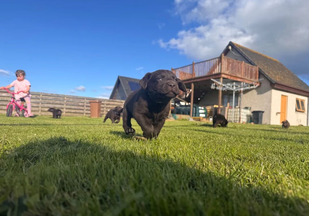 Schokobraune Labrador-Welpen suchen ein Zuhause fürs Leben