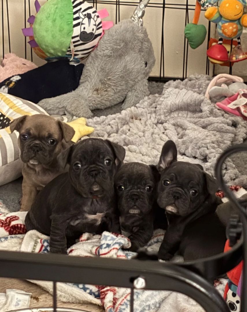 Französische Bulldoggen-Welpen suchen ein Zuhause für immer