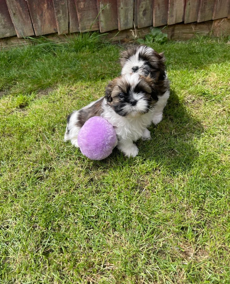 Imperial-Shih-Tzu-Welpen suchen ein Zuhause fürs Leben