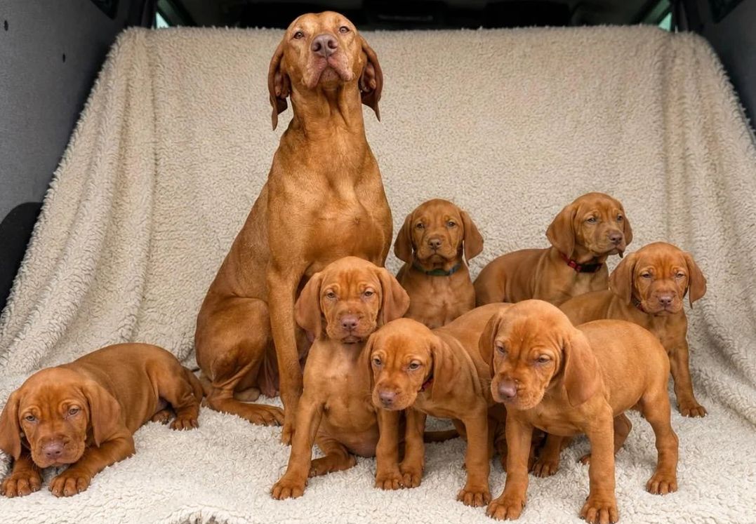 Ungarische-Vizsla-Welpen suchen ein Zuhause fürs Leben