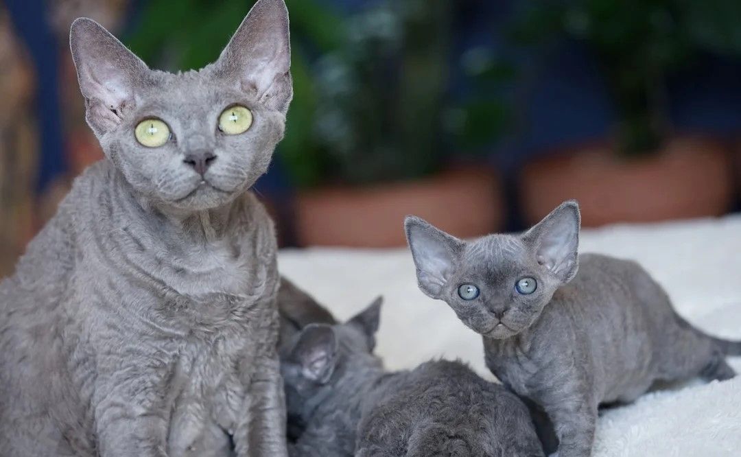 ❤️ Devon-Rex-Kätzchen aus reiner Linie verfügbar ❤️