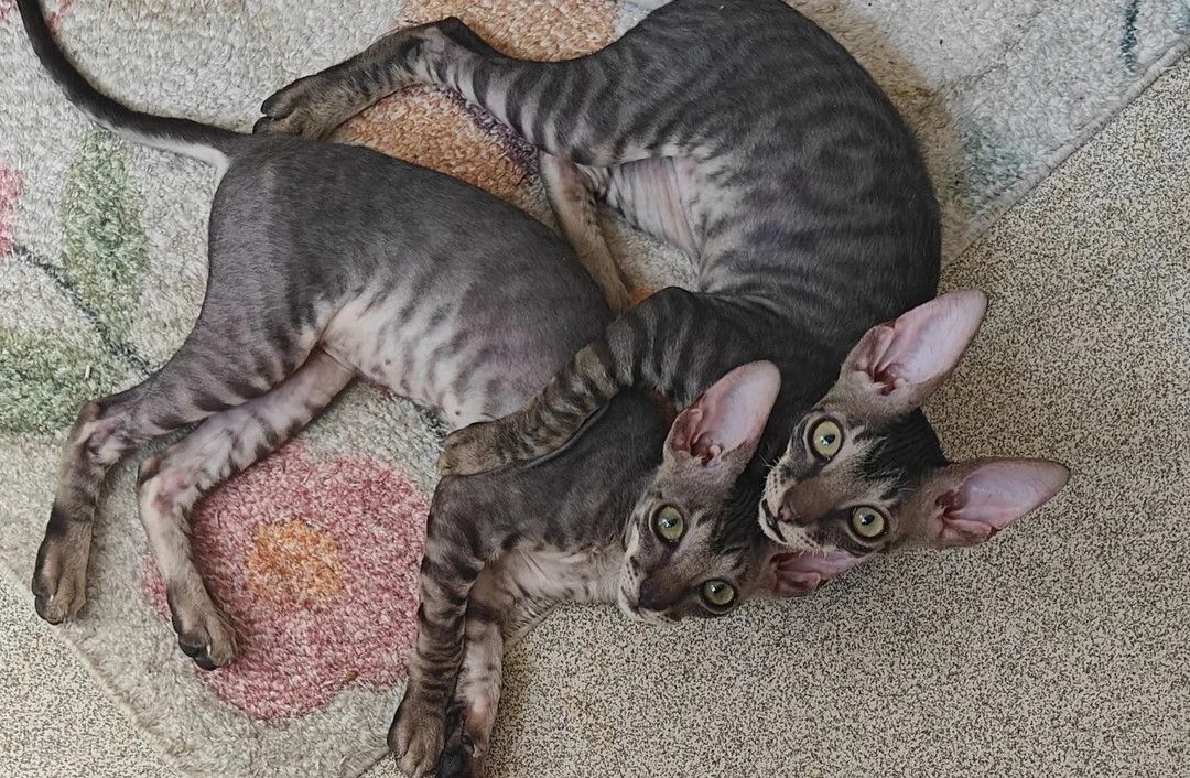 wunderschönes Cornish-Rex-Kätzchen