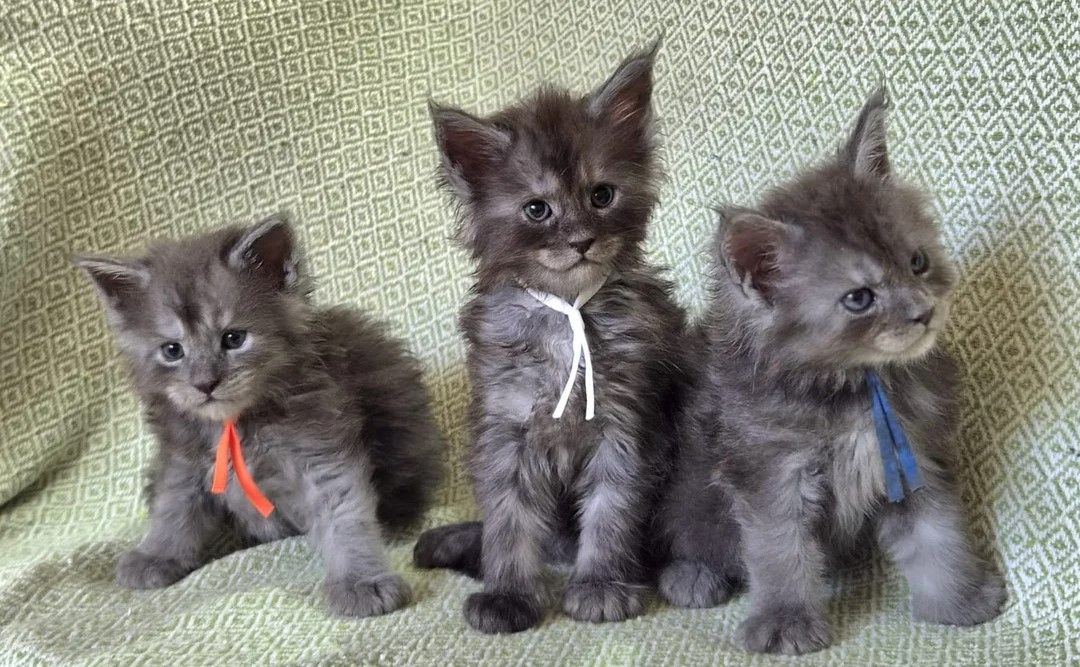 wunderschönen Maine-Coon-Kätzchen
