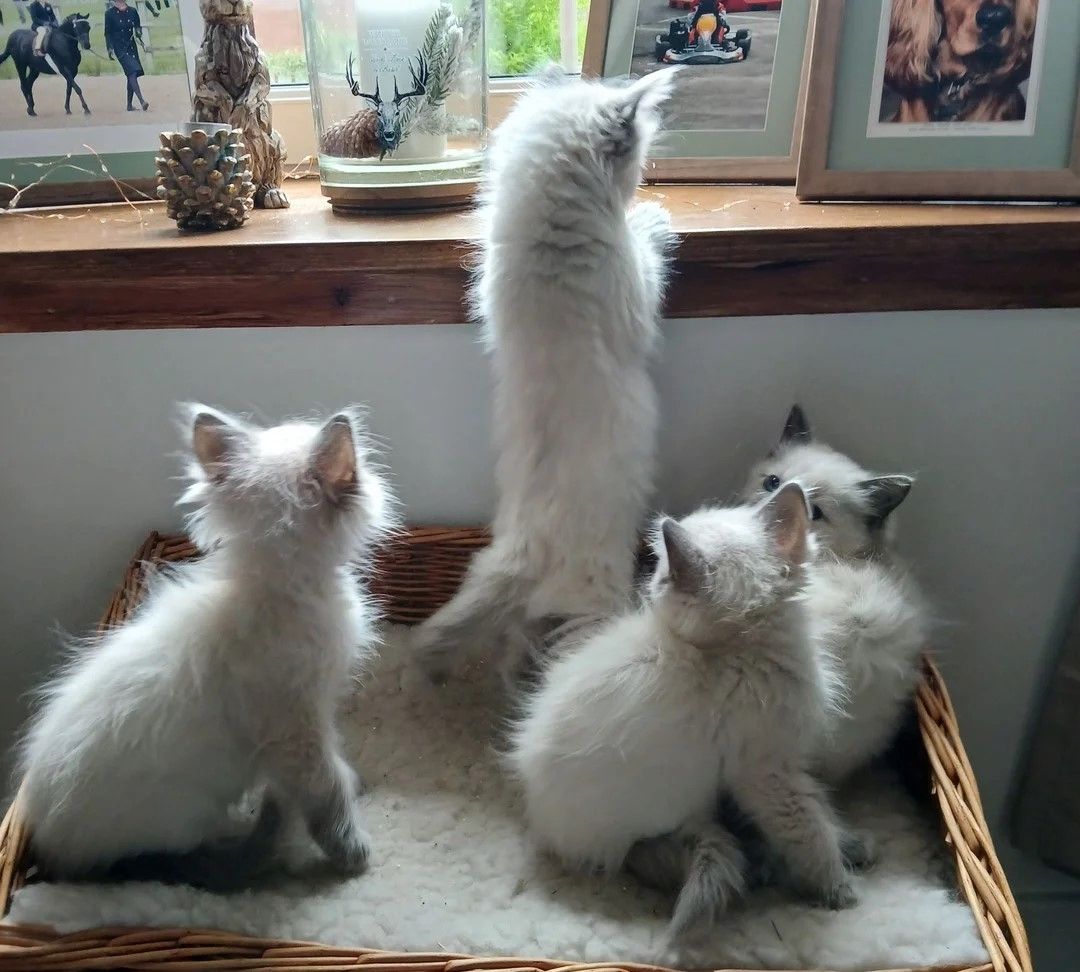 Wunderschöner Wurf von Ragdoll-Kätzchen