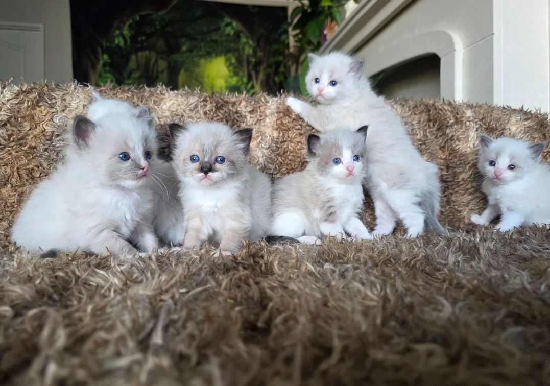 Reinrassige Ragdoll-Kätzchen zu verkaufen.