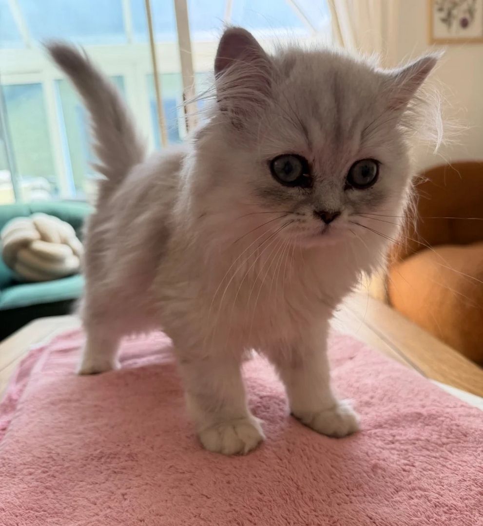 wunderschöne Perser-Katerchen