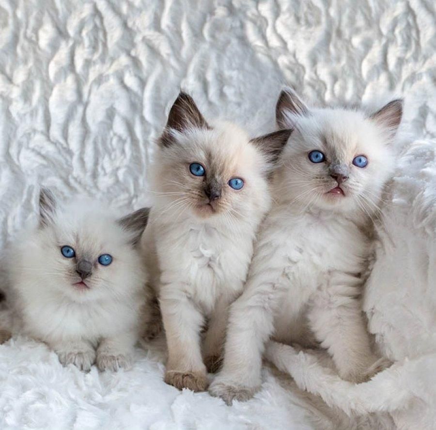 Reinrassige Ragdoll-Kätzchen zu verkaufen.