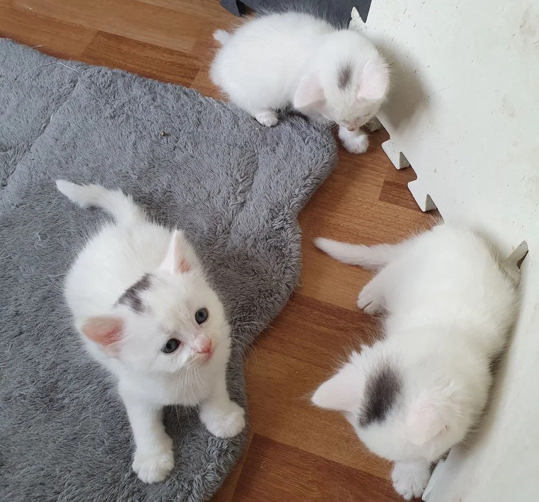 3 Türkisch-Angora-Kätzchen zu verkaufen