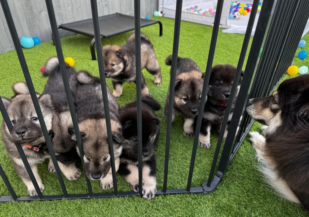 Eurasier-Welpen zu verkaufen.