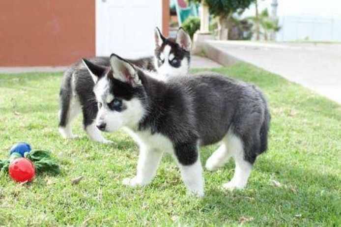 Siberian Husky-Welpen