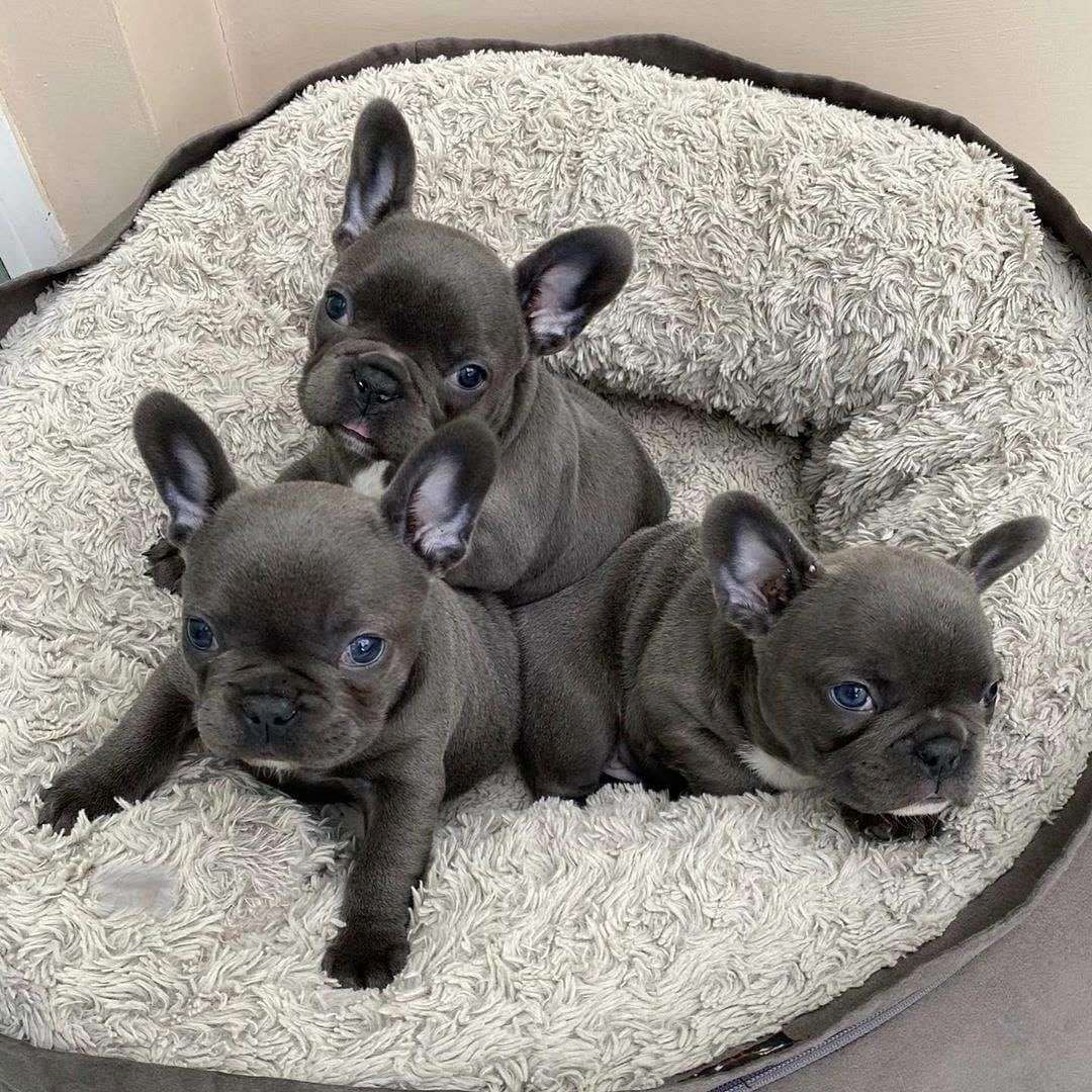 Wunderschöne blaue Französische Bulldoggen-Welpen