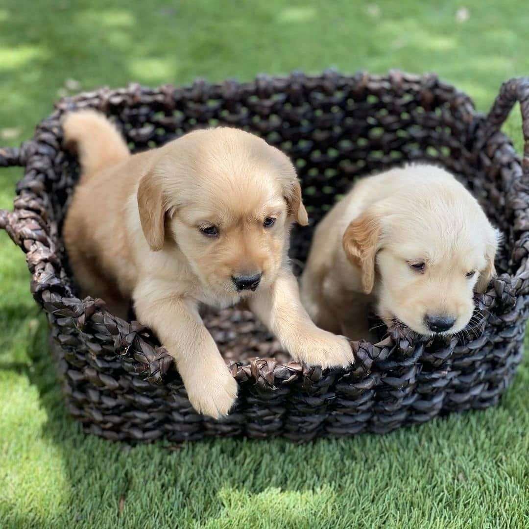 Golden-Retriever-Welpen zu verkaufen