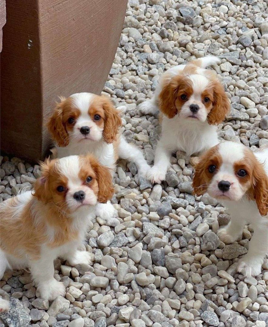 Cavalier King Charles-Welpen suchen ein neues Zuhause